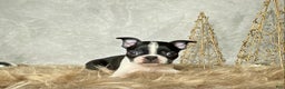 Boston Terrier dogs for sale: Buddy  - Ad 1