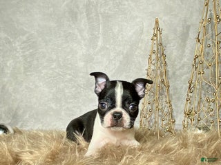Boston Terrier dogs Buddy - Ad 25