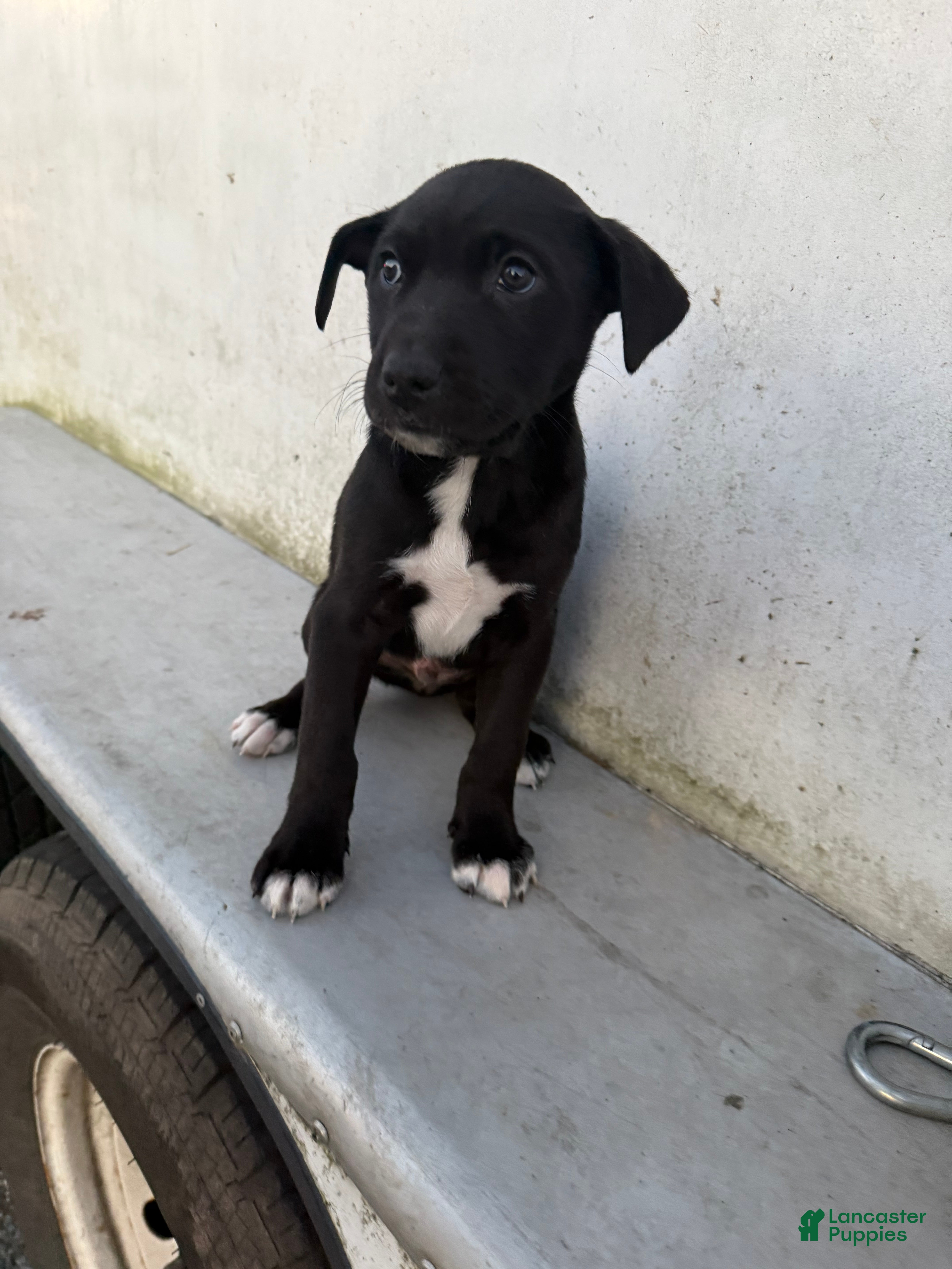 American Pit Bull Terrier dogs American Pit Bull Terrier Puppy 4 - Ad 1