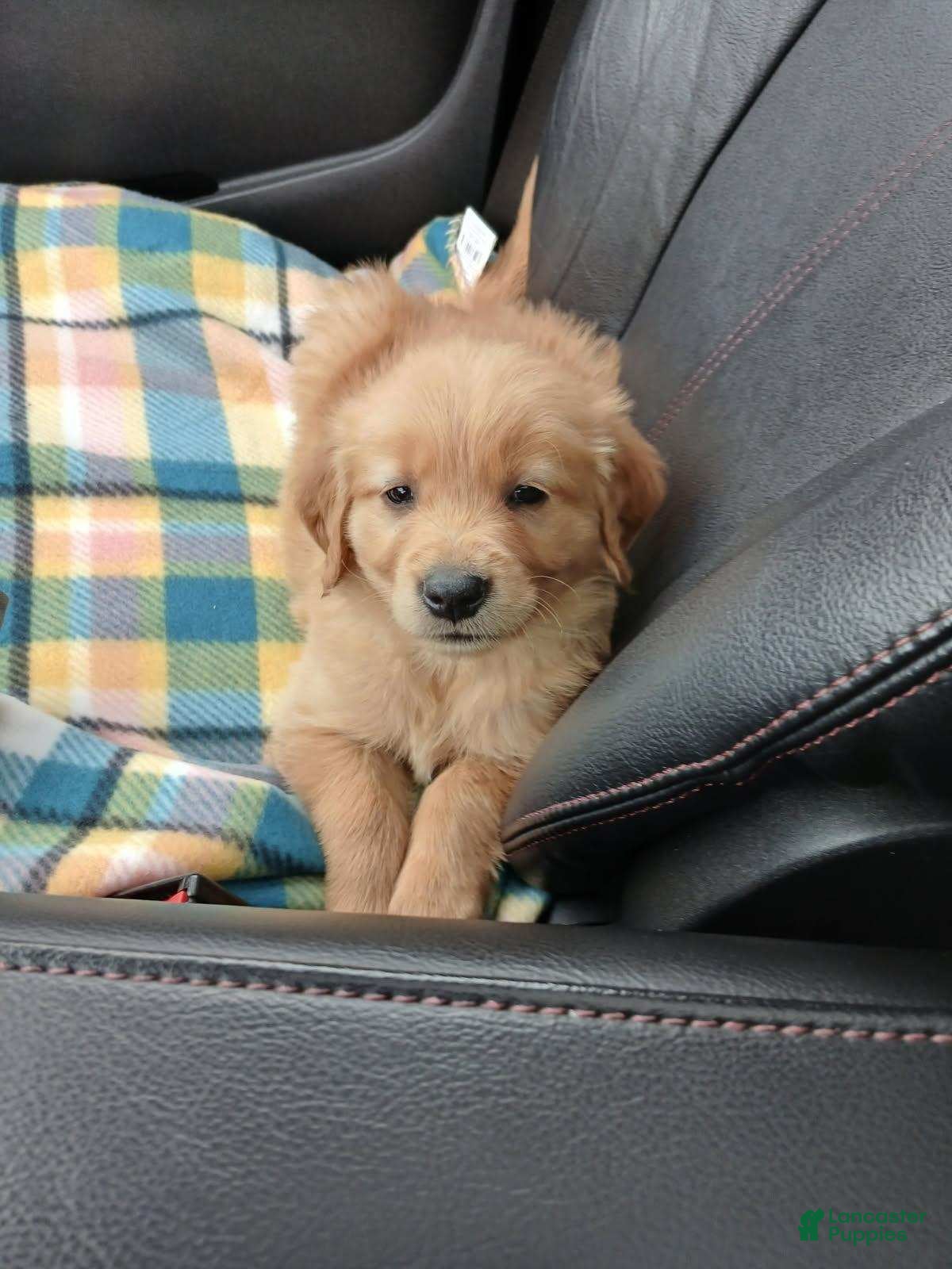 Golden Retriever dogs hank - Ad 33