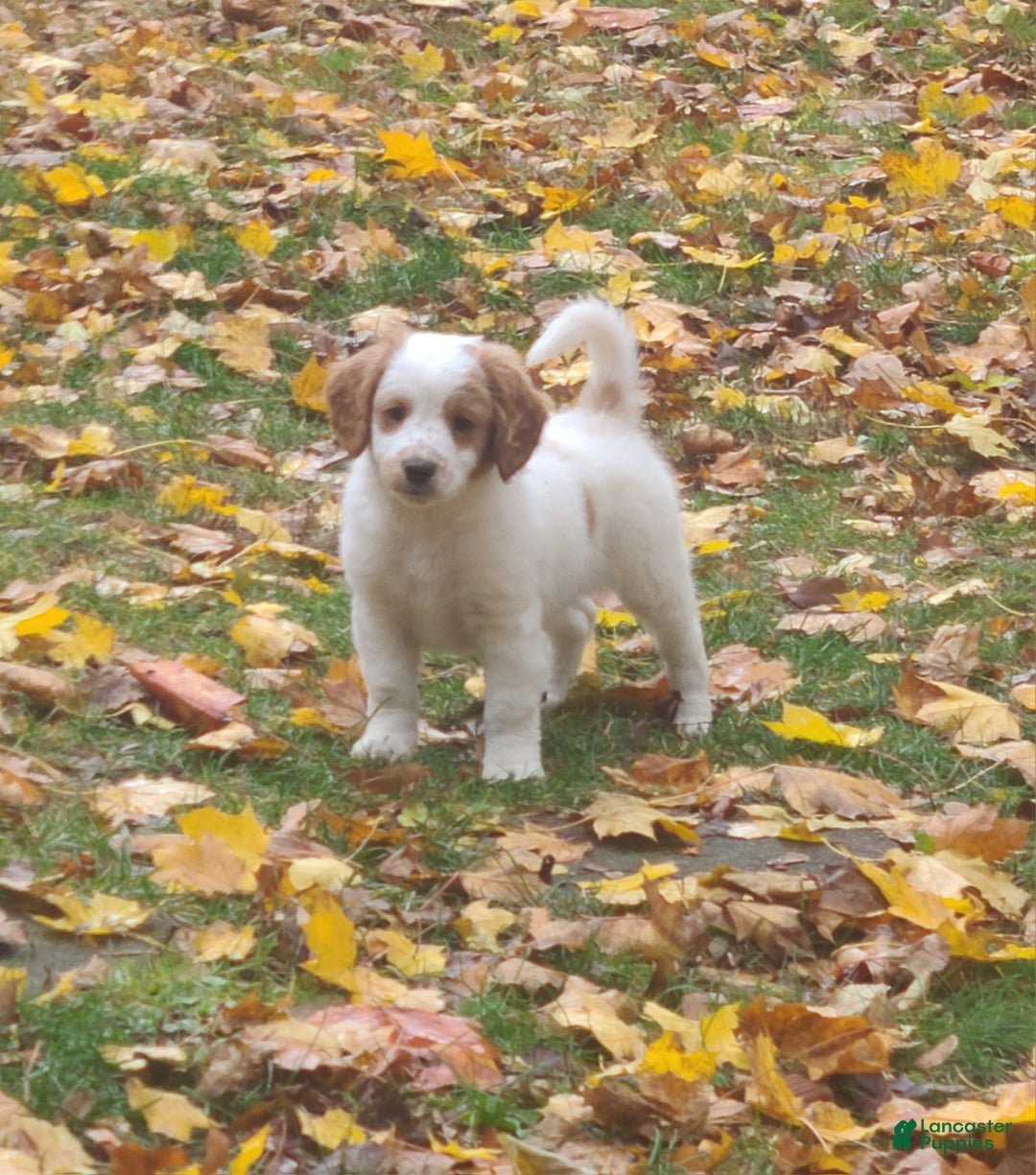 Mini Goldendoodle dogs for sale: Jet - Ad 3