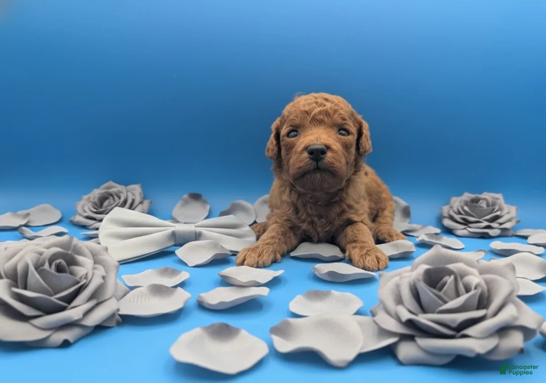 Toy Poodle dogs for sale: Rusty 🩶 - Ad 17