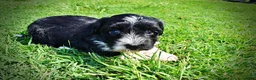 Havapoo dogs for sale: Havapoo Puppy 3 - Ad 16