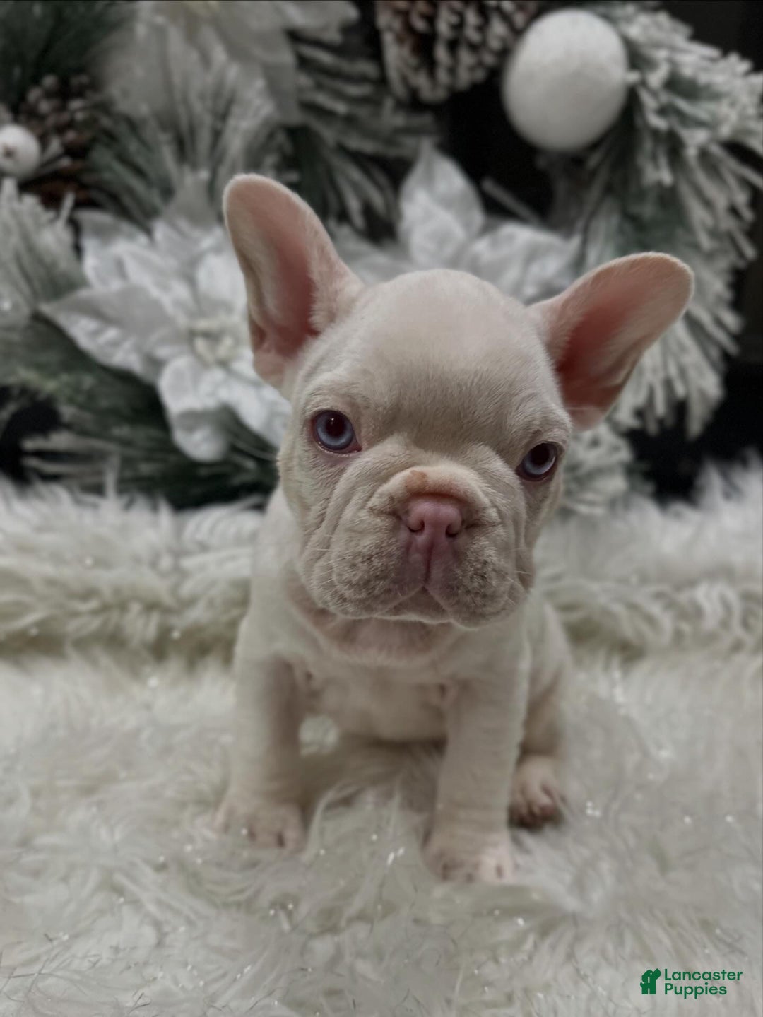 French Bulldog dogs for sale: Newshade isabella koi pink carrier - Ad 2