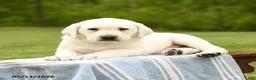 Labrador Retriever dogs for sale: Shiloh - Ad 4