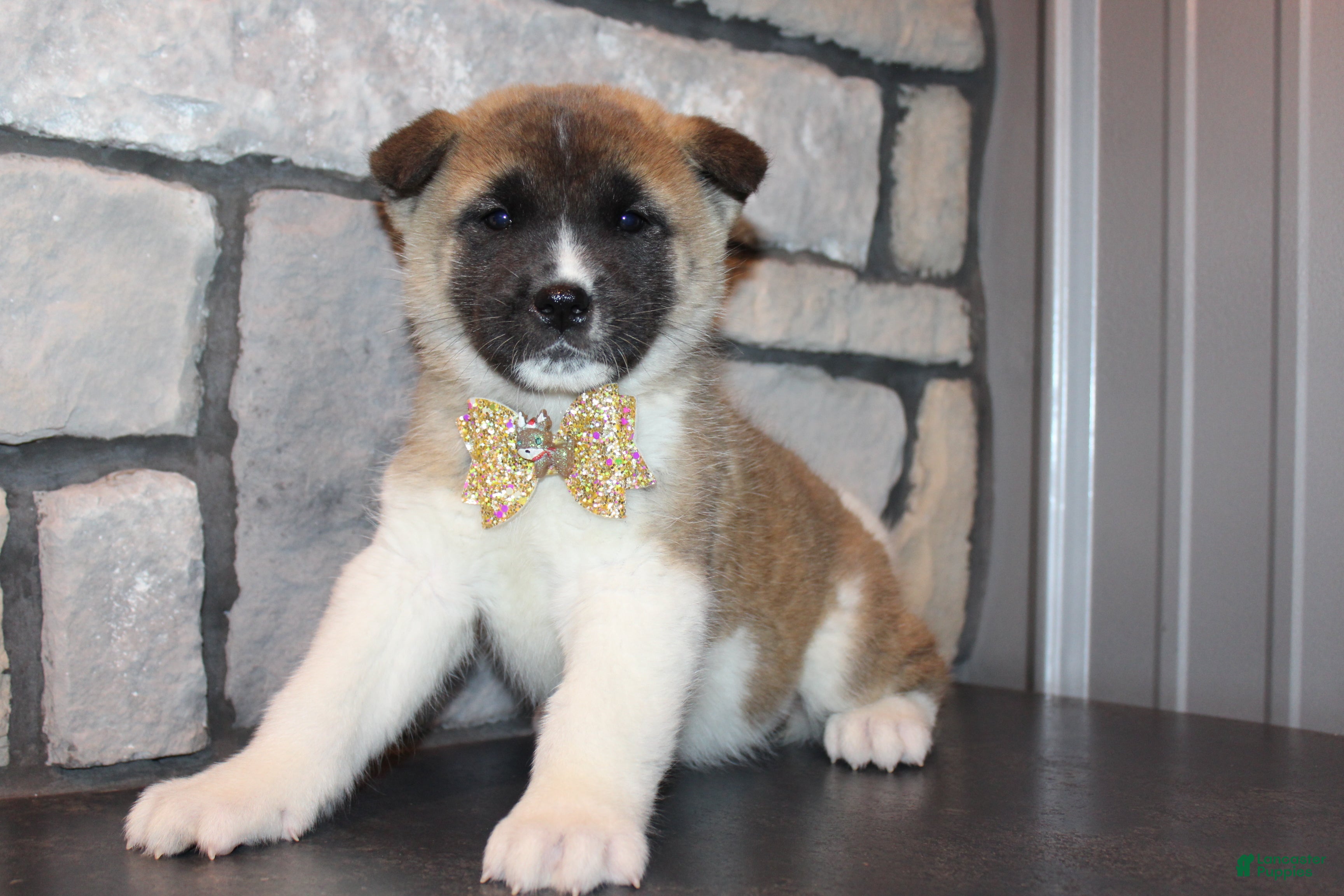 Akita dogs AKC Roxy - Ad 2