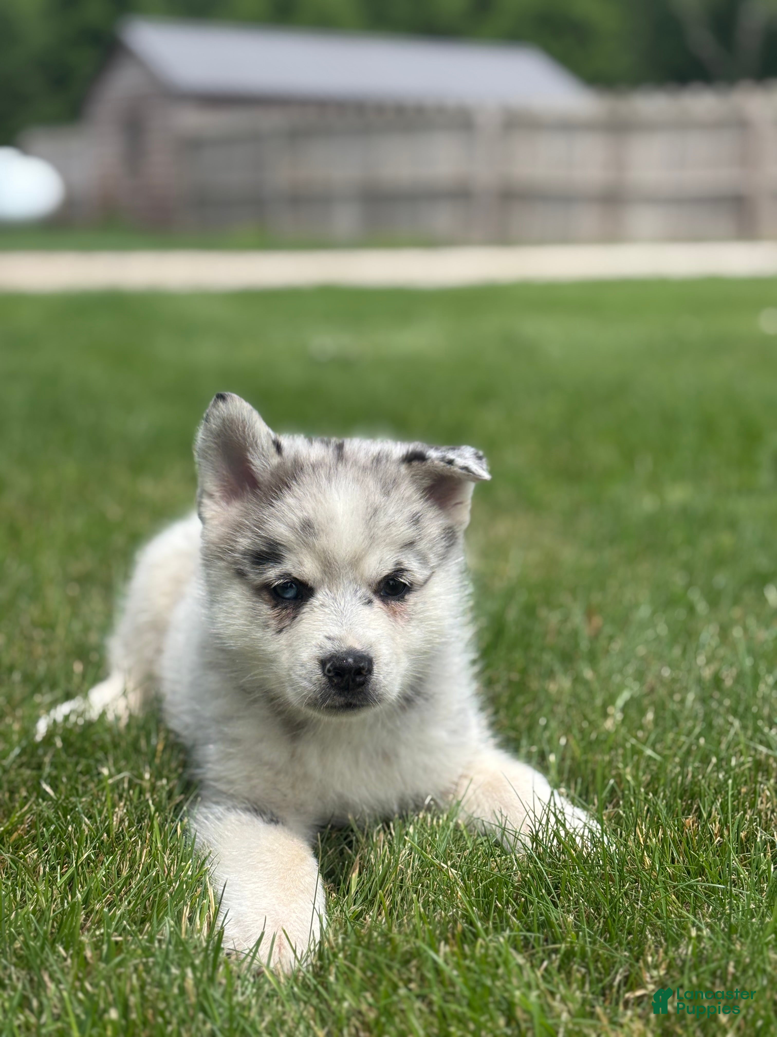 Pomsky dogs Sterling - Ad 2