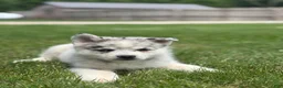 Pomsky dogs for sale: Sterling - Ad 2