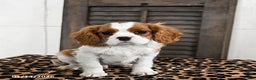 Cavalier King Charles Spaniel dogs for sale: Jinx - Ad 2