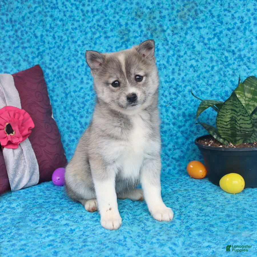 Pomsky dogs Bella   - Ad 1