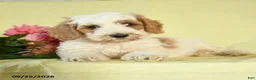 Mini Goldendoodle dogs for sale: Tank - Ad 3