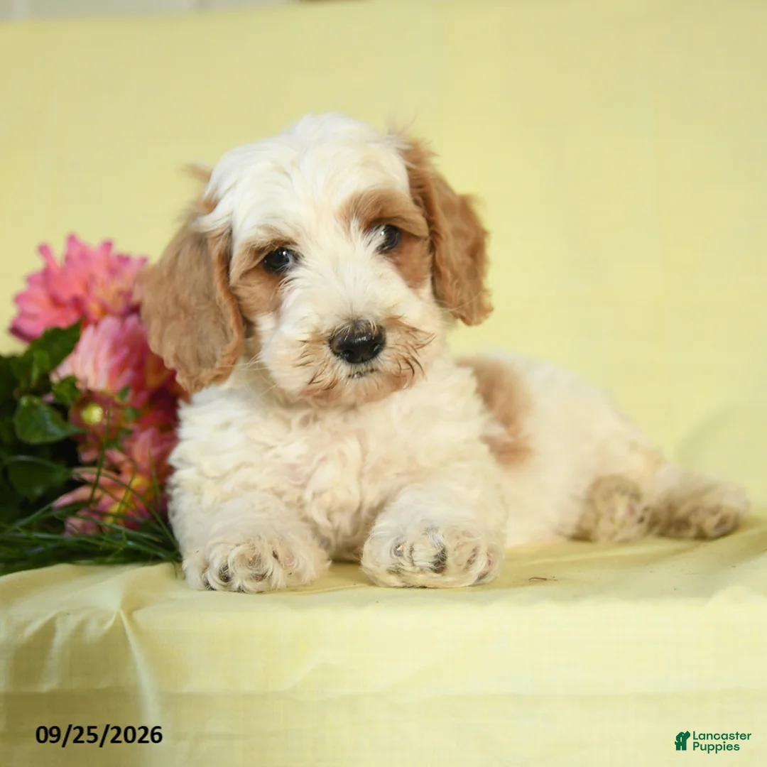 Mini Goldendoodle dogs for sale: Tank - Ad 3