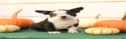Boston Terrier dogs for sale: Angel - Ad 2