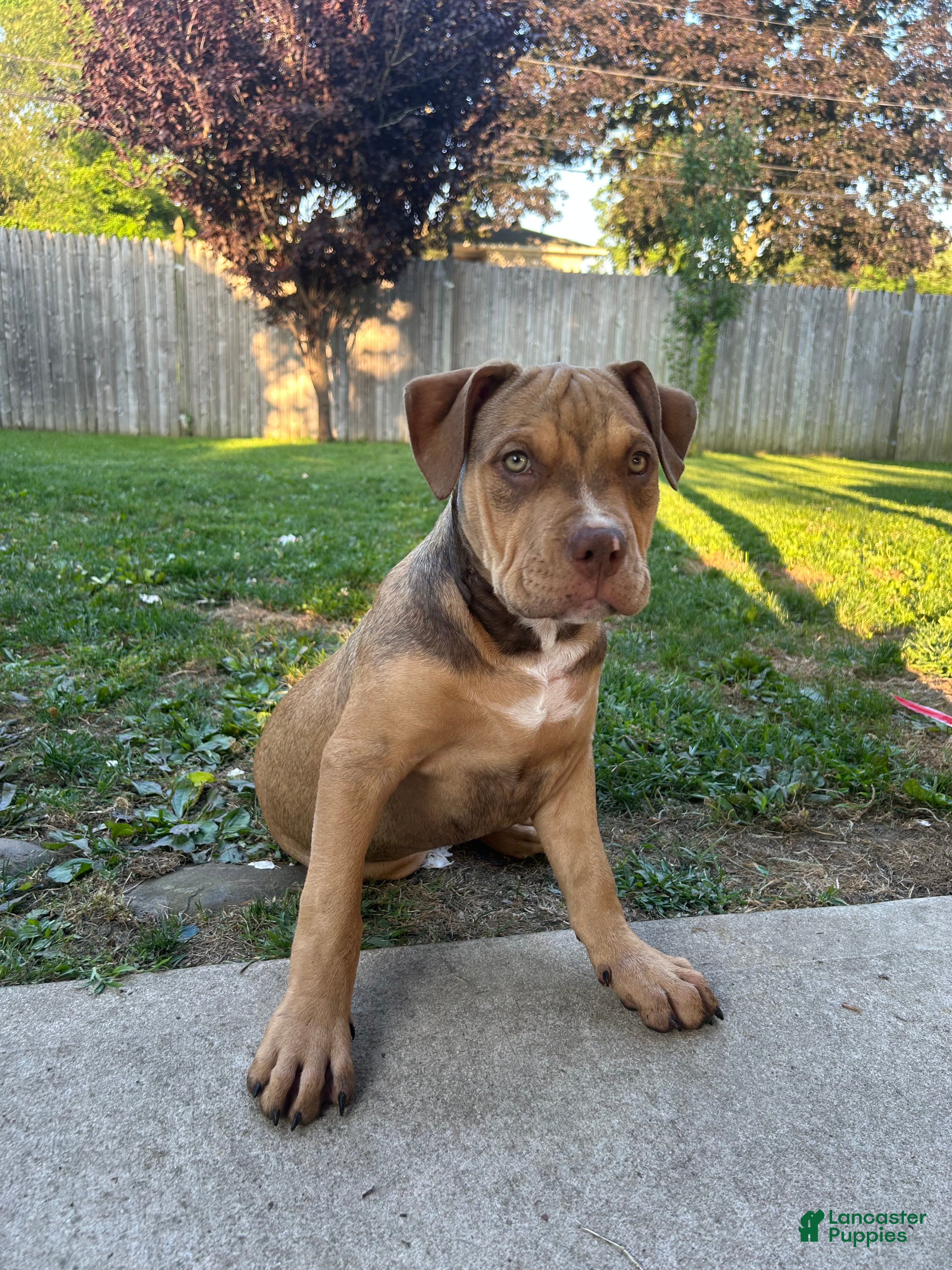 American Bully dogs American Bully Puppy 1 - Ad 1