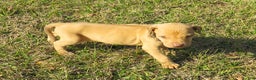 Rhodesian Ridgeback dogs for sale: Rhodesian Ridgeback Puppy 5 - Ad 2