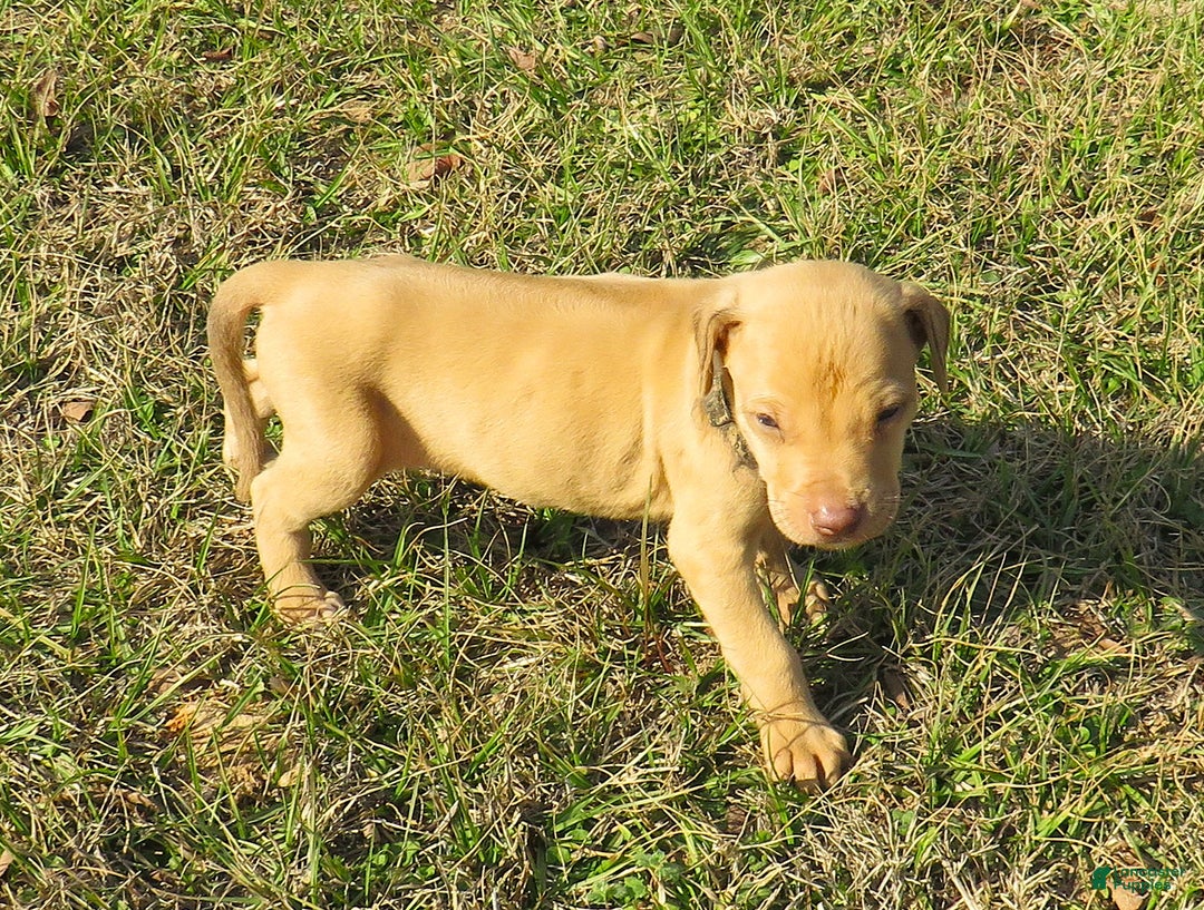 Rhodesian Ridgeback dogs for sale: Rhodesian Ridgeback Puppy 5 - Ad 2