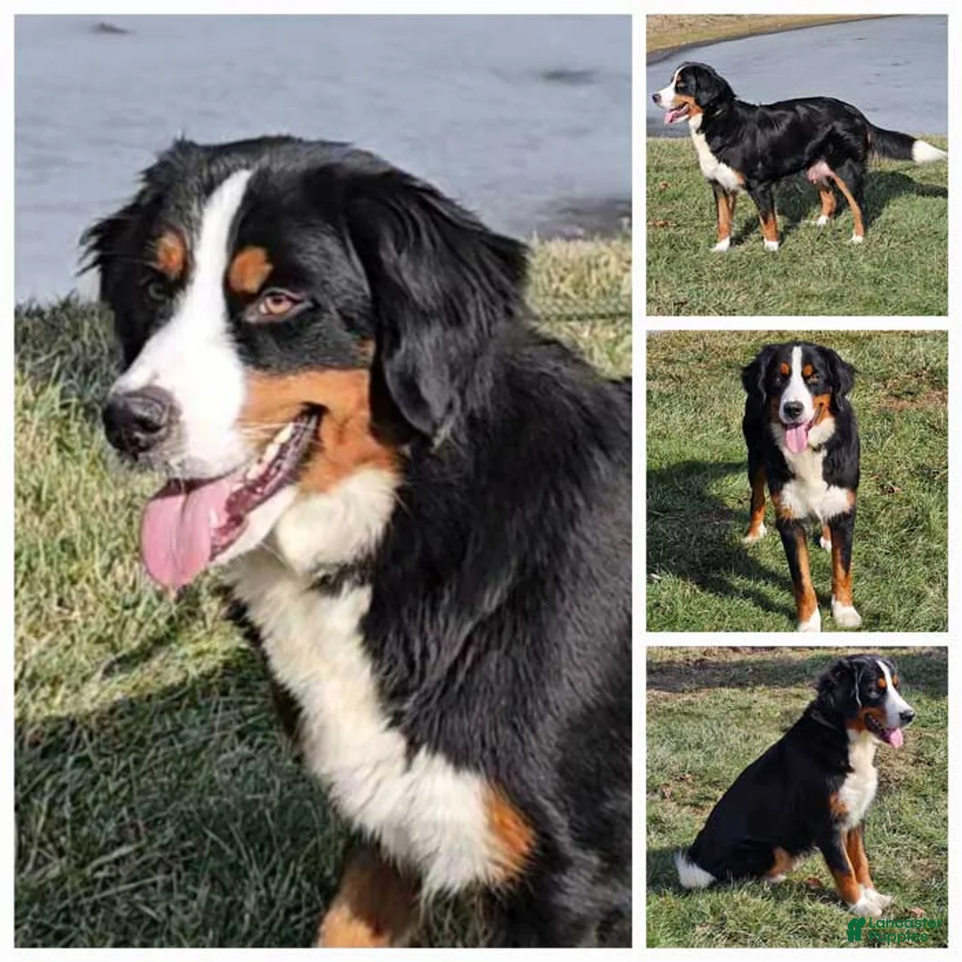 Mini Bernedoodle dogs for sale: Dappler - Ad 5