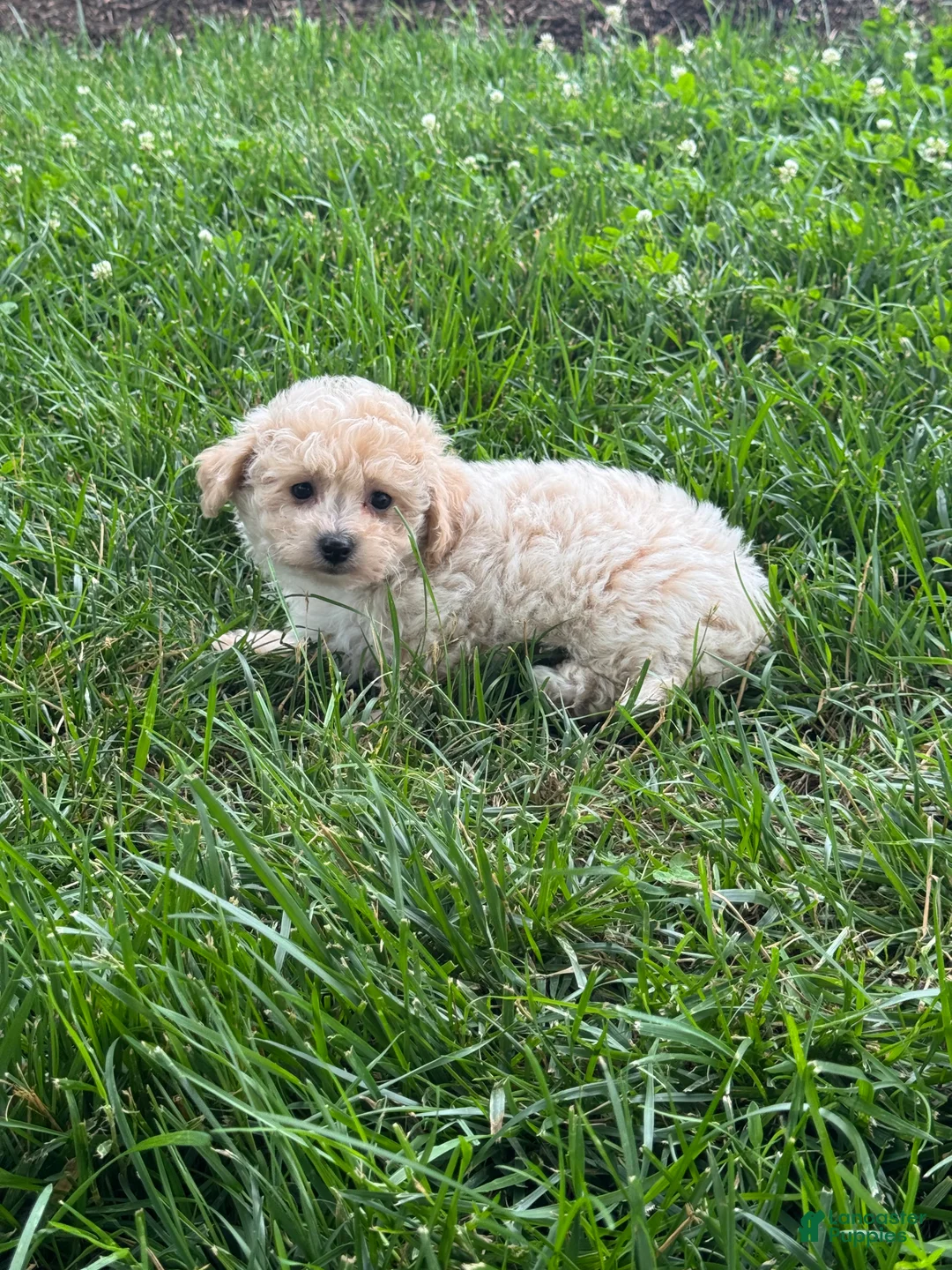Bichpoo dogs for sale: Belle  - Ad 2