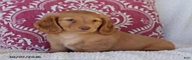 Marco