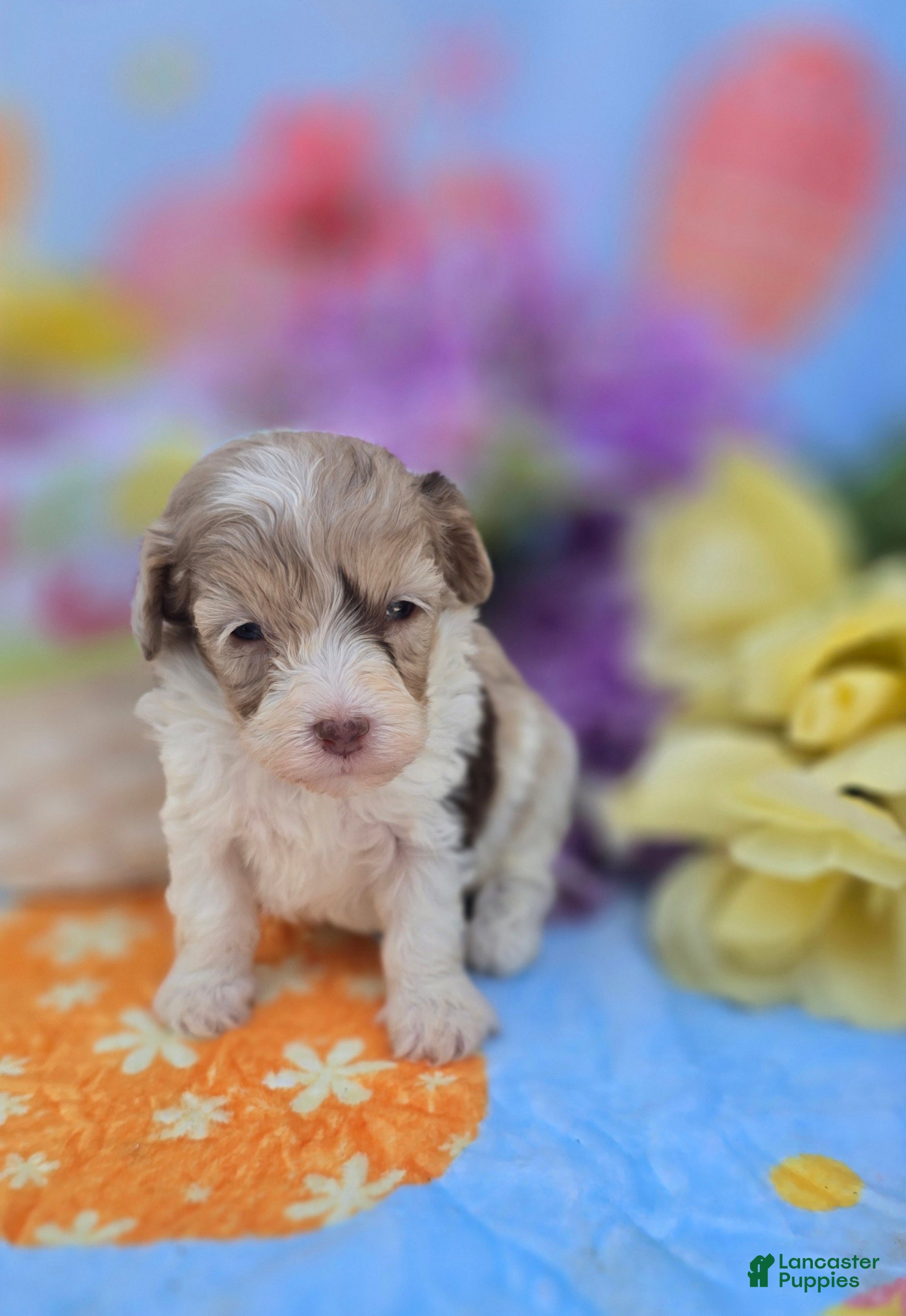 Maltipoo dogs Kaleo - Ad 12