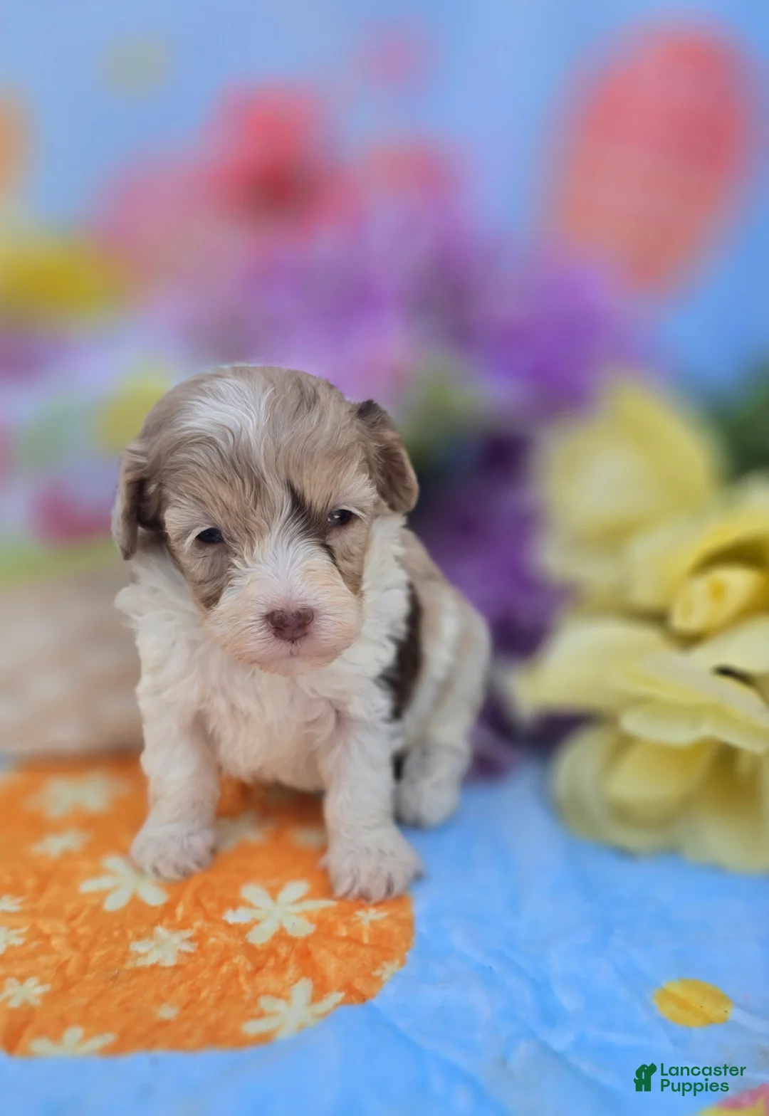 Maltipoo dogs for sale: Kaleo - Ad 1