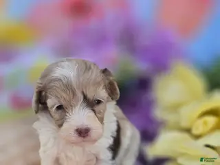 Maltipoo dogs Kaleo - Ad 13