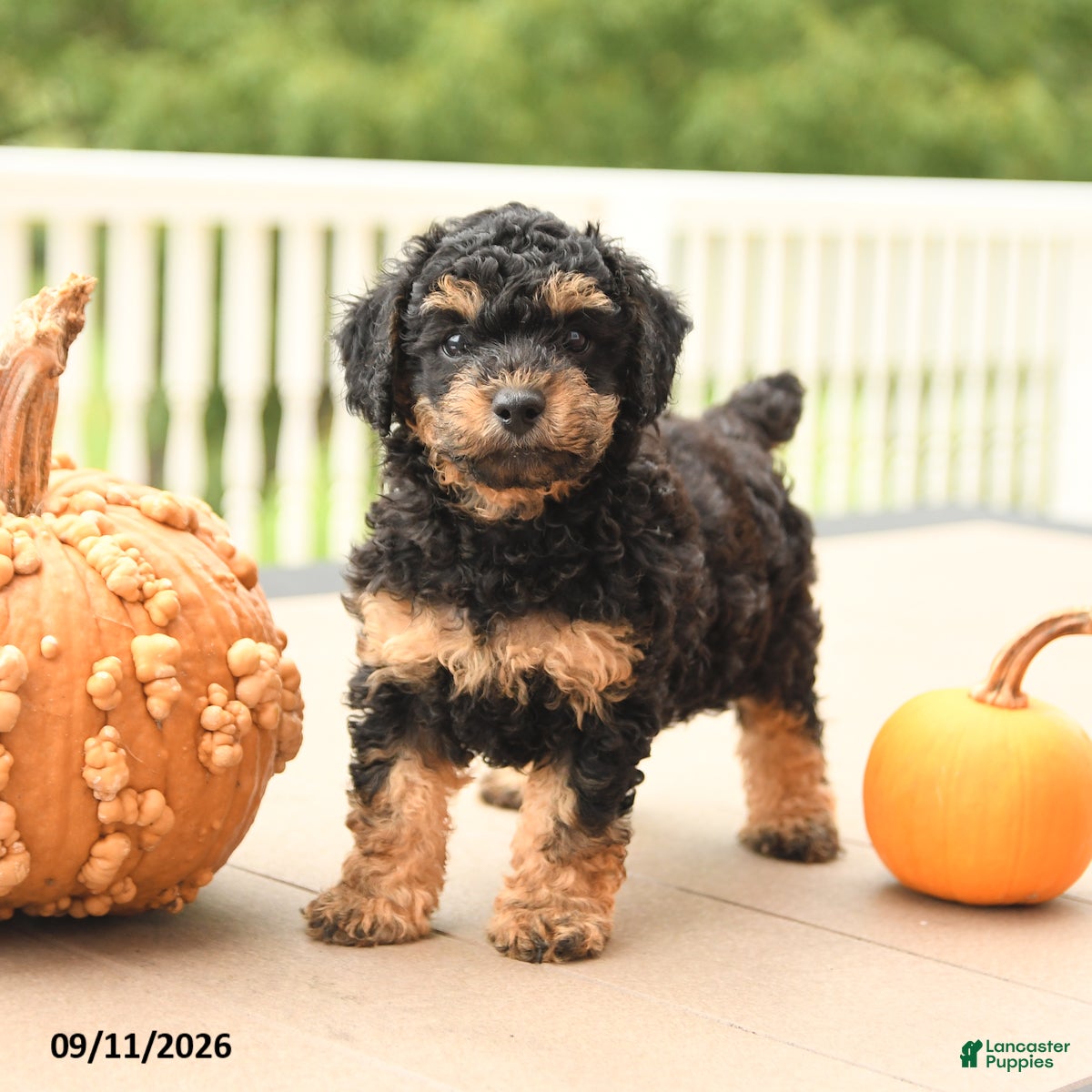 Miniature Poodle dogs for sale: Pumpkin - Ad 1
