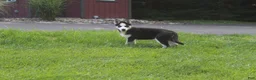 Siberian Husky dogs for sale: Luna - Ad 4