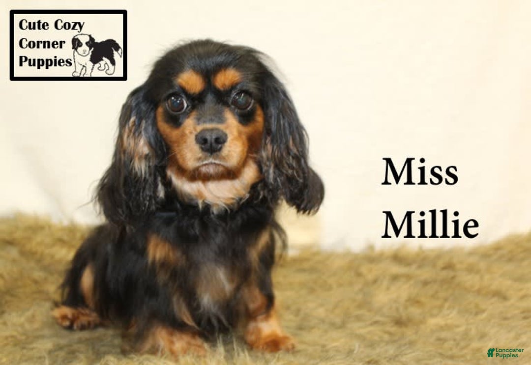 Cavalier Club Akc Cavalier King Charles Spaniel Kennel Club