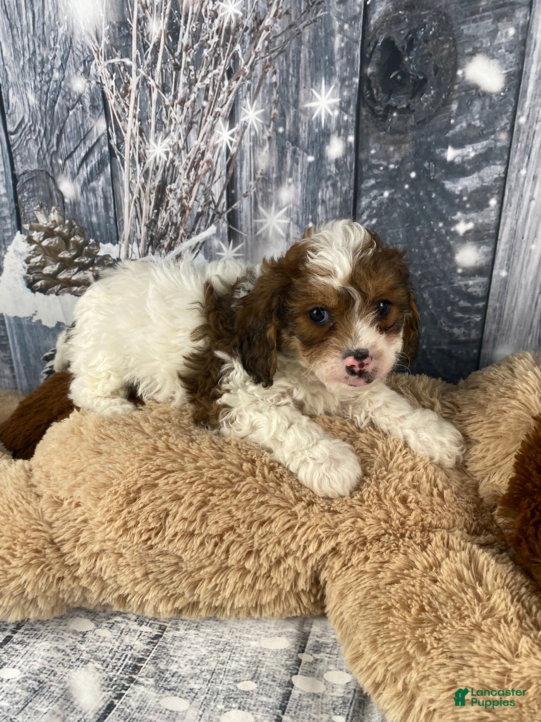 Cavapoo dogs for sale: Ranger - Ad 5