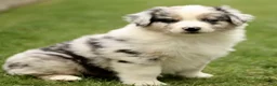 Australian Shepherd dogs for sale: Sabre  - Ad 3