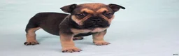 American Bully dogs for sale: Sable Male - Ad 5