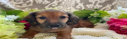 Miniature Dachshund dogs for sale: Tulip - Ad 12