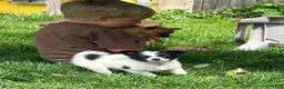 Mixed Breed dogs for sale: Nevada - Ad 3