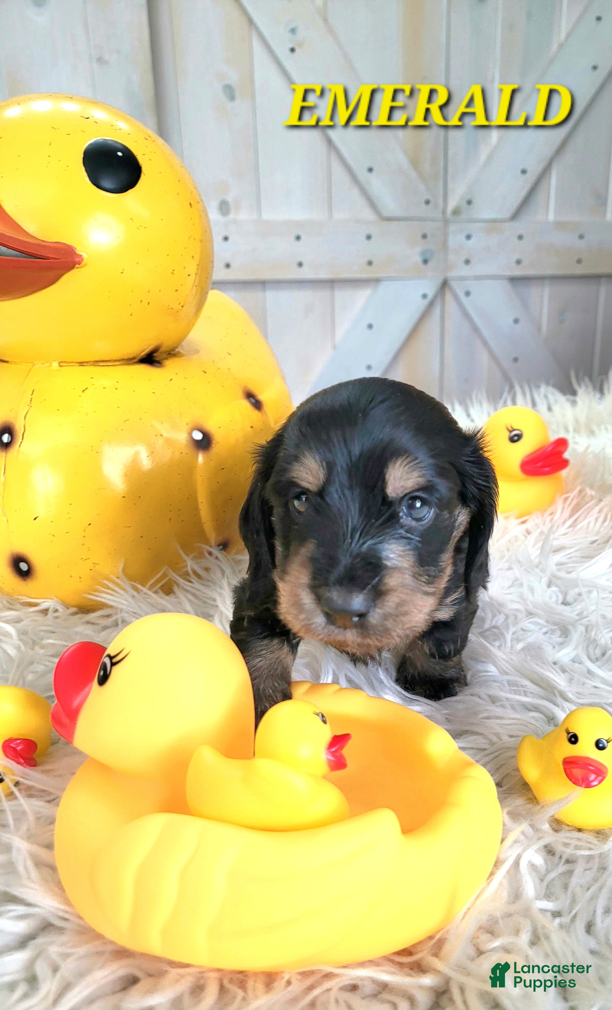 Miniature Dachshund dogs Emerald - Ad 3