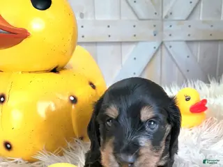 Miniature Dachshund dogs Emerald - Ad 3