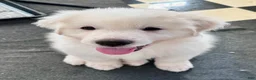 Great Pyrenees dogs for sale: AKC Sage - Ad 3