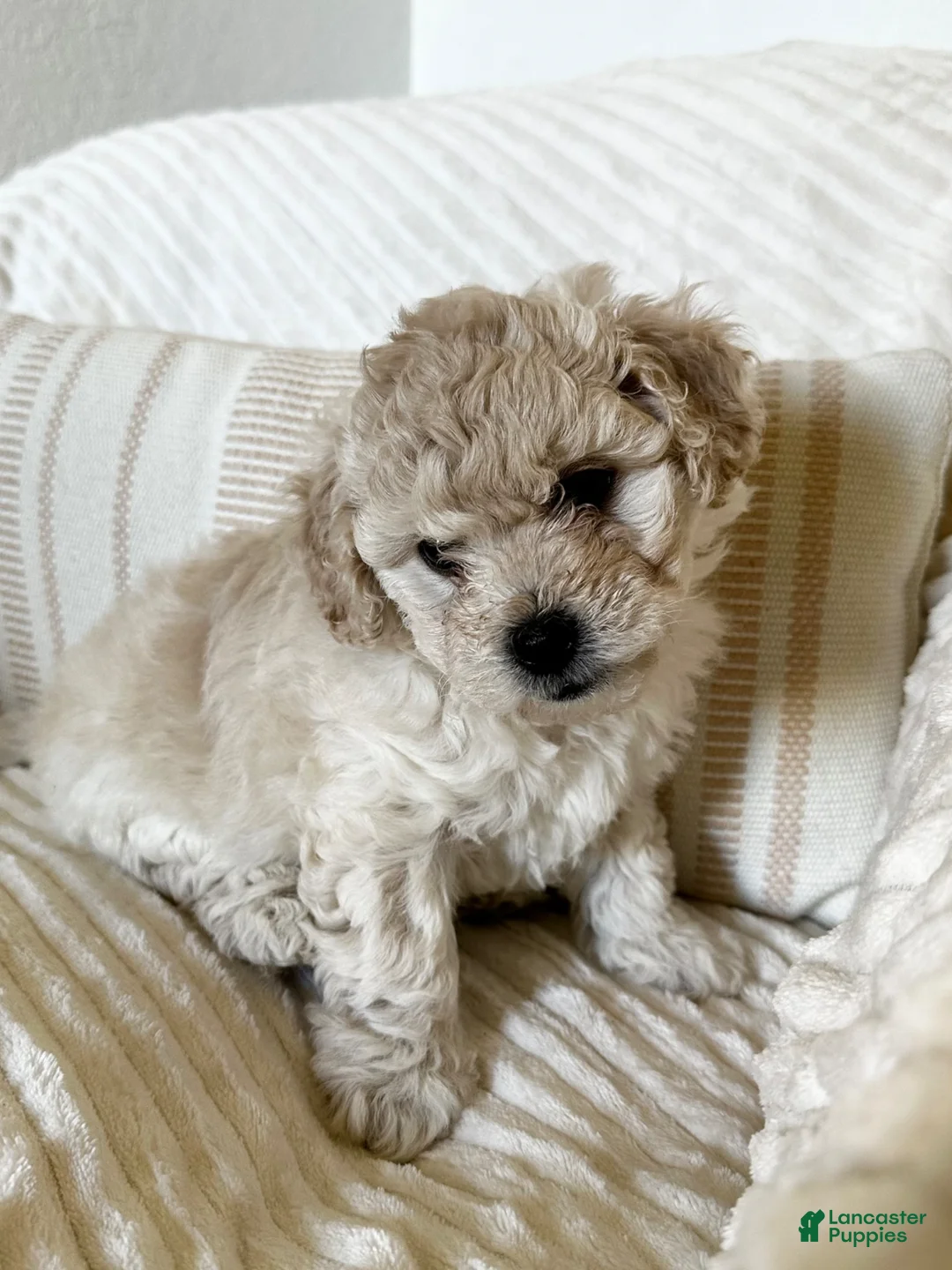 Mixed Breed dogs for sale: Leo - Ad 2