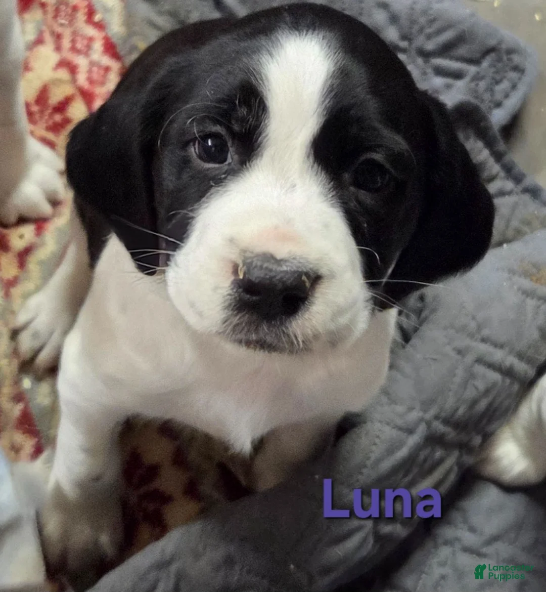 Mixed Breed dogs for sale: Luna - Ad 1