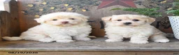 Maltipoo dogs for sale: Fiona - Ad 5
