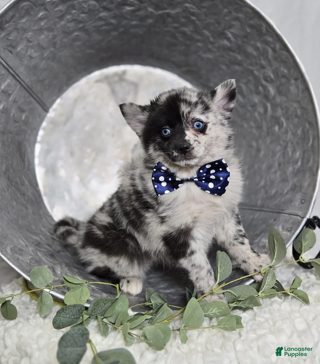 Pomsky dogs for sale: Sparky - Ad 1