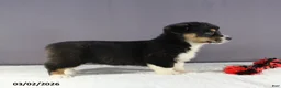 Welsh Corgi Pembroke dogs for sale: Charlie - Ad 4