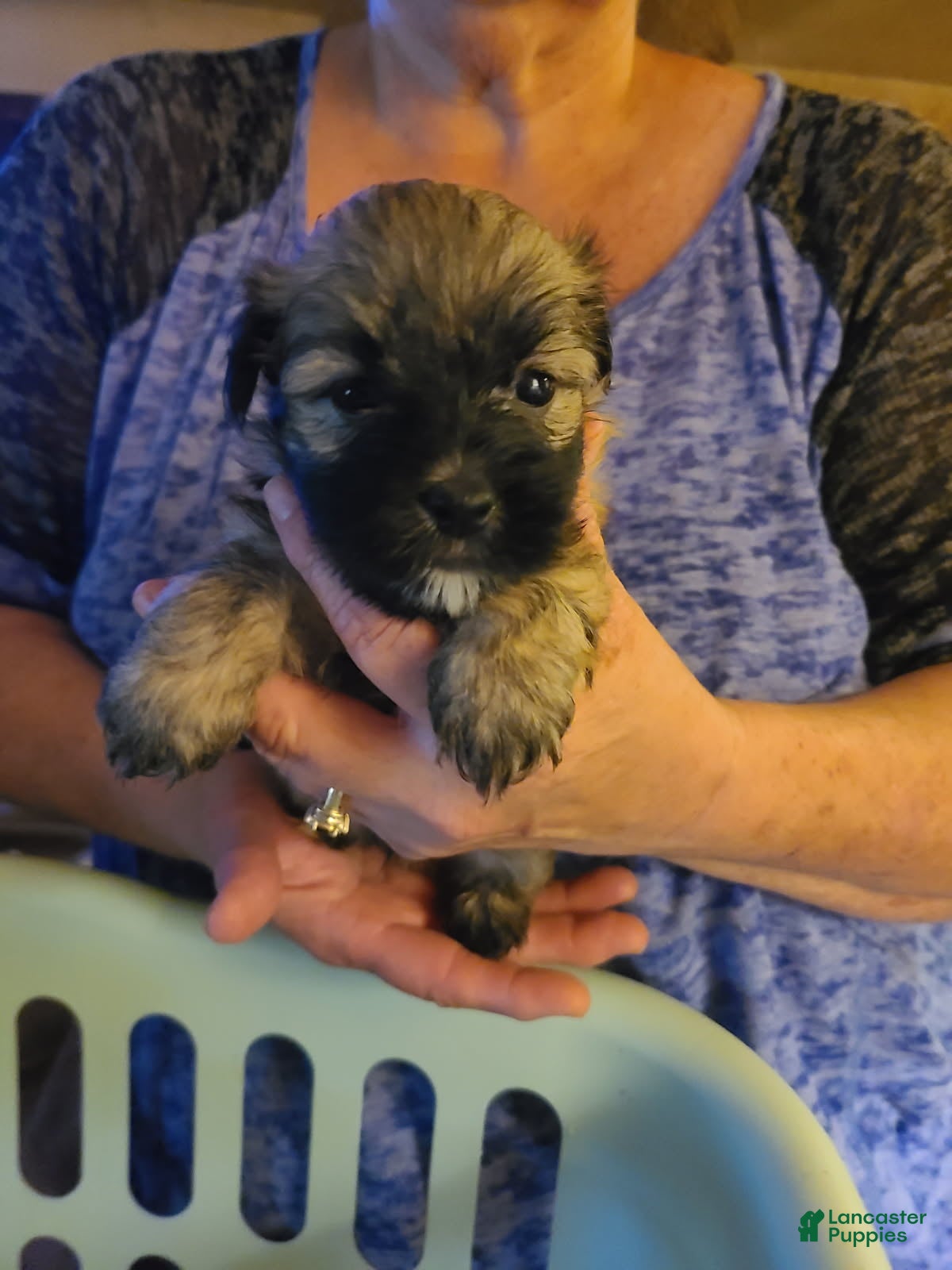 Havanese dogs Boy 1 - Ad 2