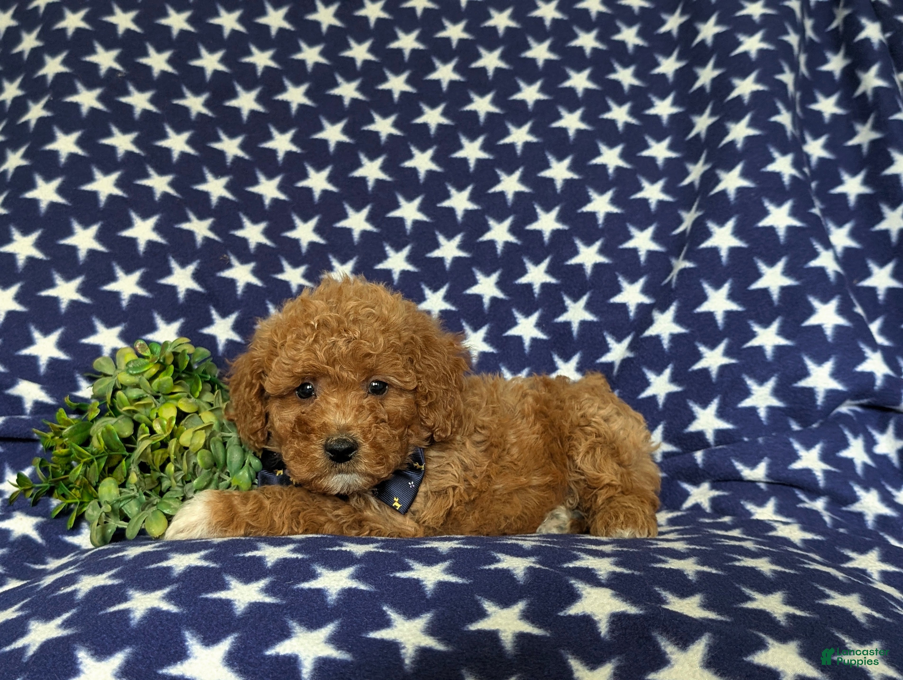Miniature Poodle dogs Stanley - Ad 2
