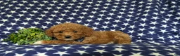 Miniature Poodle dogs for sale: Stanley - Ad 5