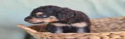 Aussiedoodle dogs for sale: F1b Aussiedoodle Pumbaa - Ad 3