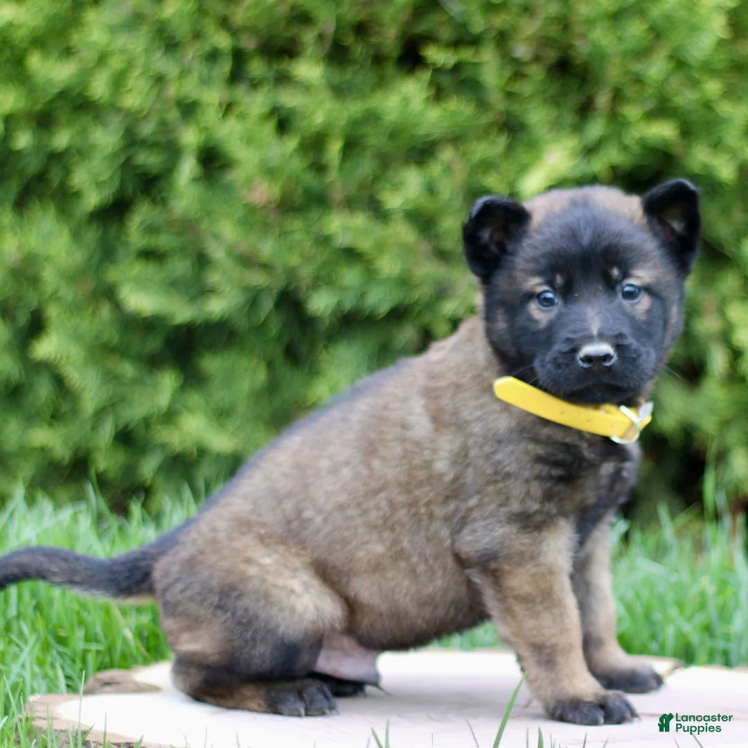 Belgian Malinois dogs for sale: Simba  - Ad 1