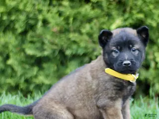Belgian Malinois dogs for sale: Simba - Ad 2