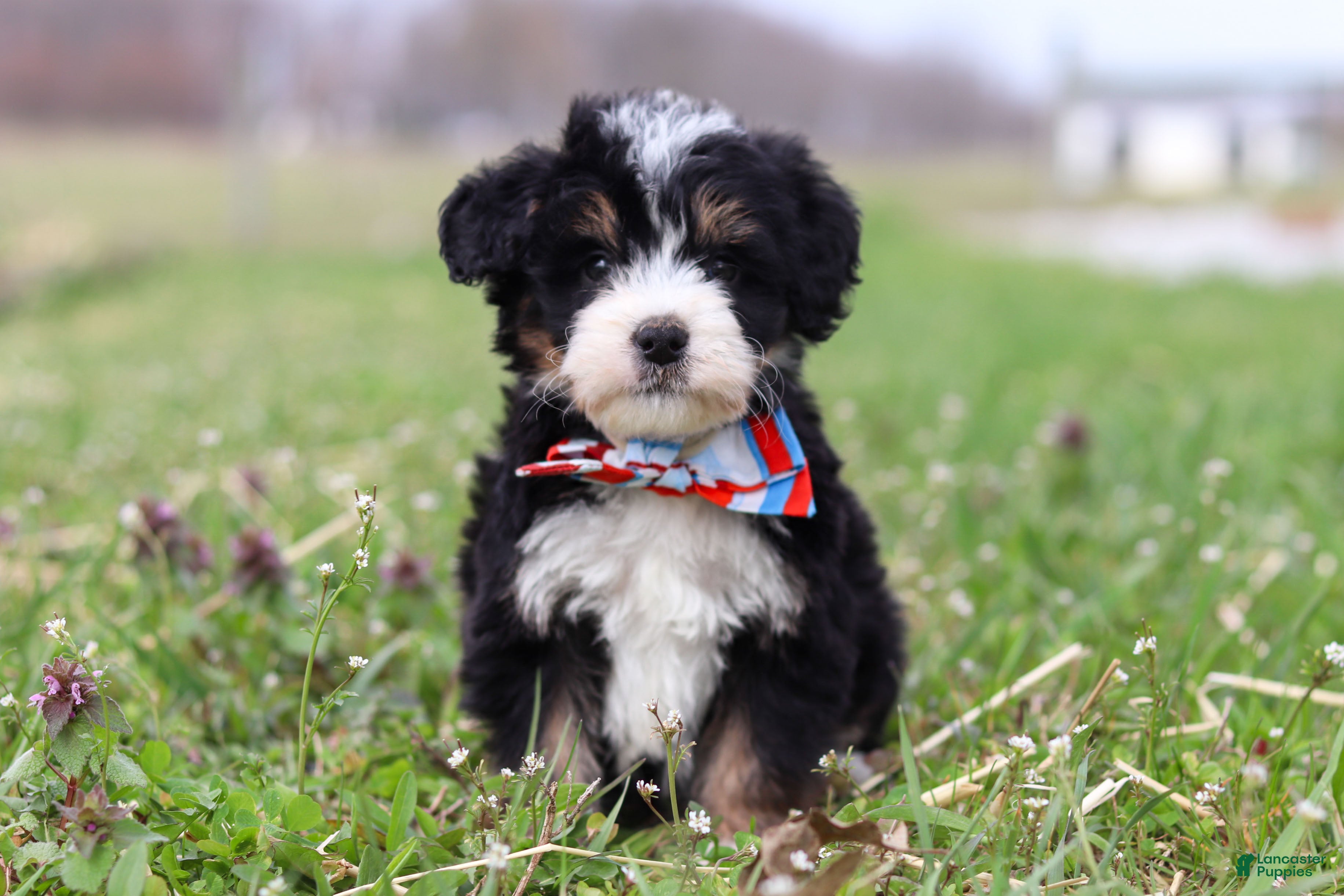 Mini Bernedoodle dogs Tyler - Ad 1