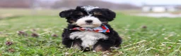Mini Bernedoodle dogs for sale: Tyler - Ad 1